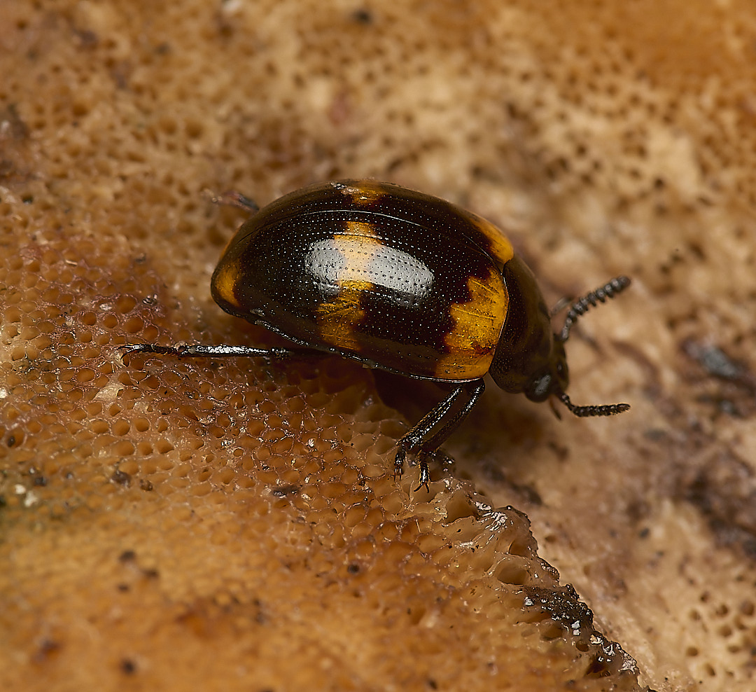 DillingtonBeetle020624-2