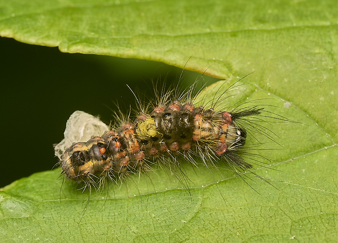 DillingtonCaterpillar020624-1