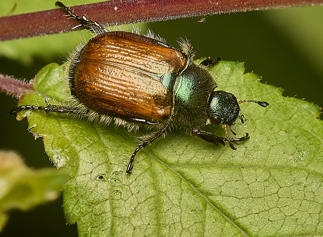 DillingtonChafer020624-3