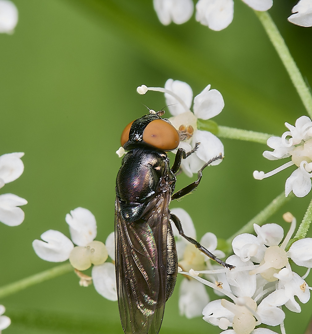 DillingtonChrysogaster020624-2