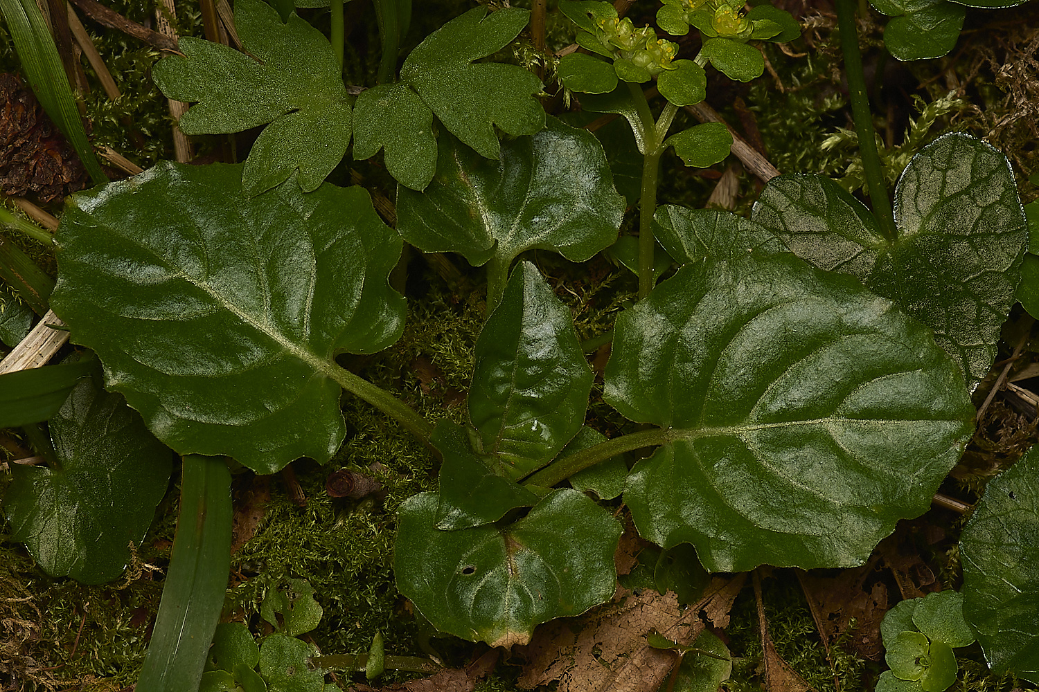 DillingtonEnchanter&#39;sNightshade240324-1