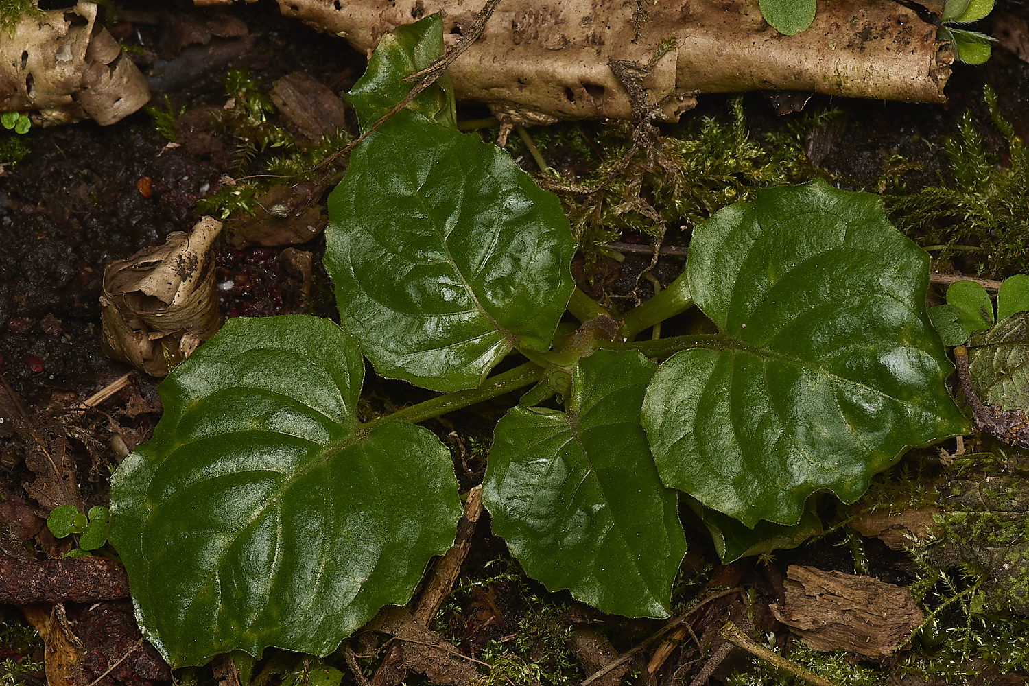 DillingtonEnchanter&#39;sNightshade240324-2