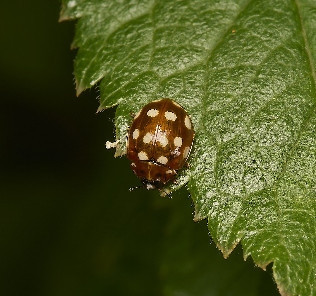 DillingtonLadybird020624-1