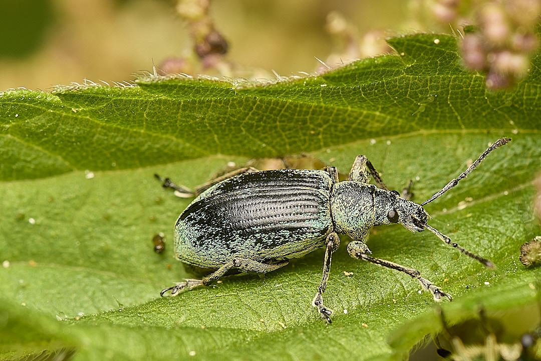 DillingtonNettleWeevil020624-1