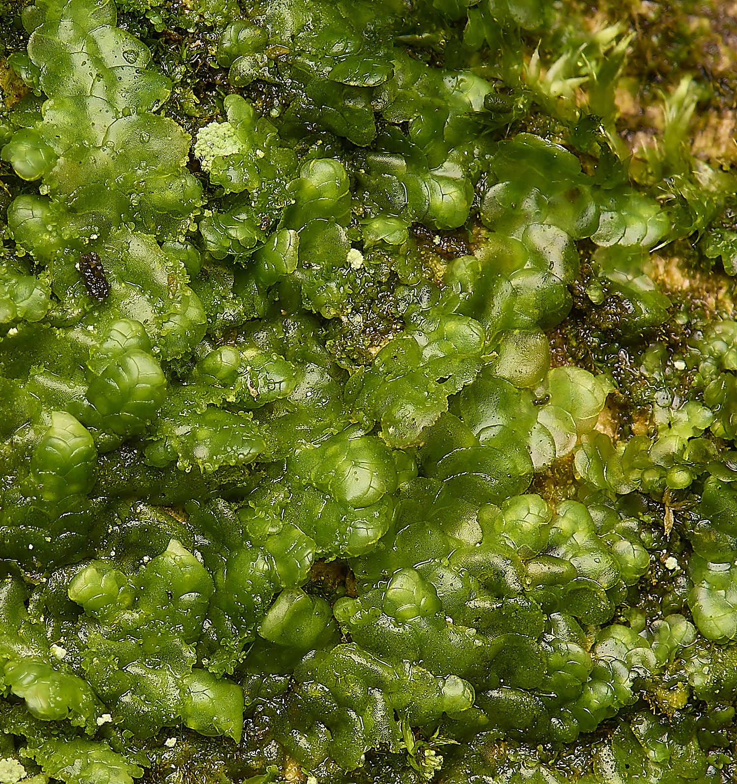 DillingtonRcomplanata240324-1