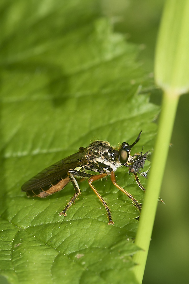 DillingtonRobberfly020624-1