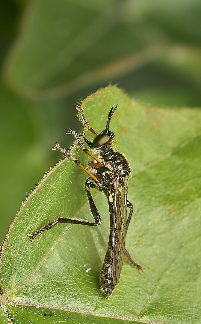 DillingtonRobberfly020624-2