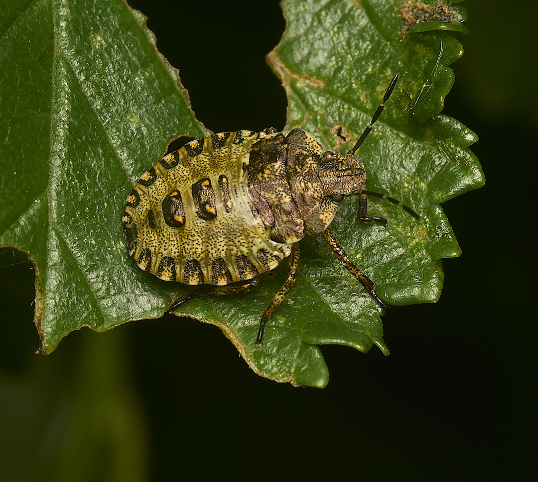 DillingtonShieldbug020624-3