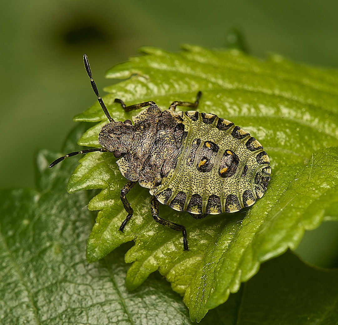 DillingtonShieldbug020624-2