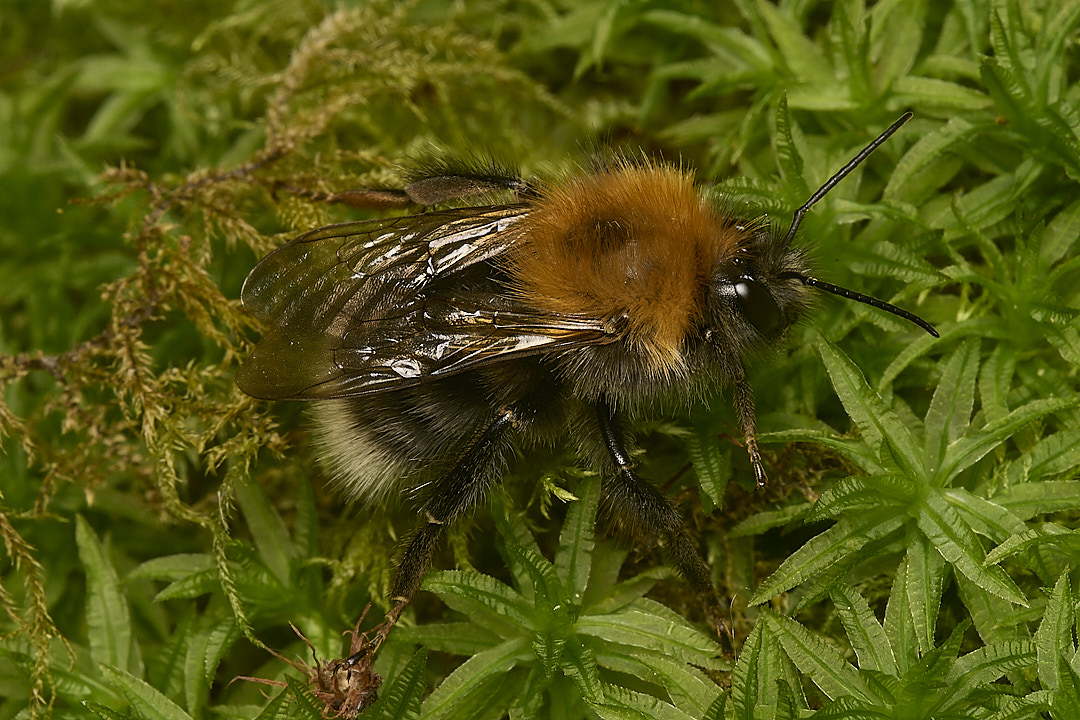 DillingtonTreeBumble020624-1