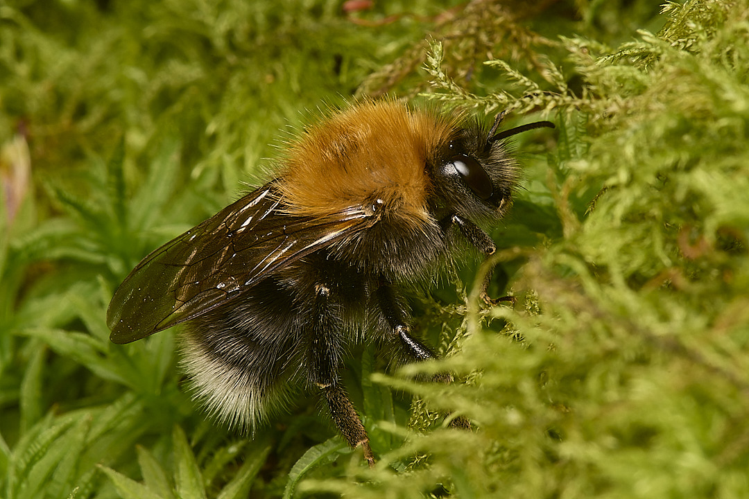 DillingtonTreeBumble020624-2