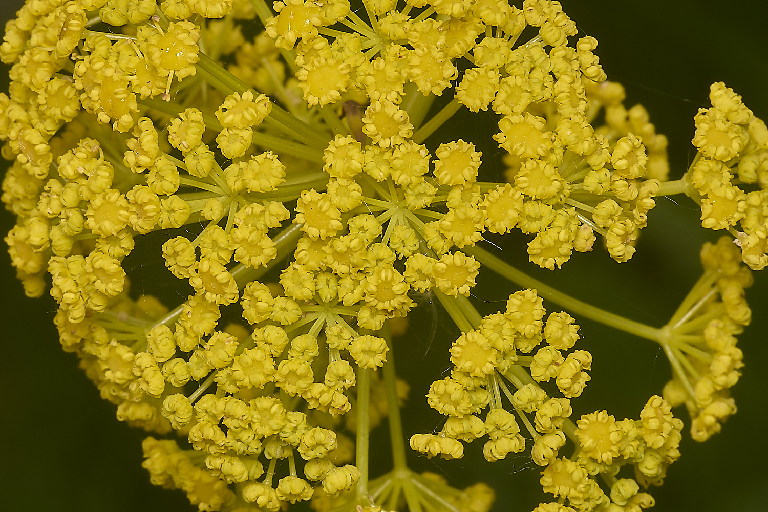 GreshamGiantFennel090524-3-NEF-