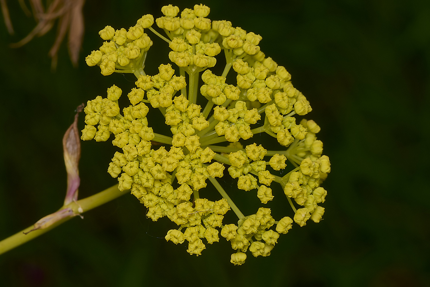 GreshamGiantFennel090524-5-NEF-