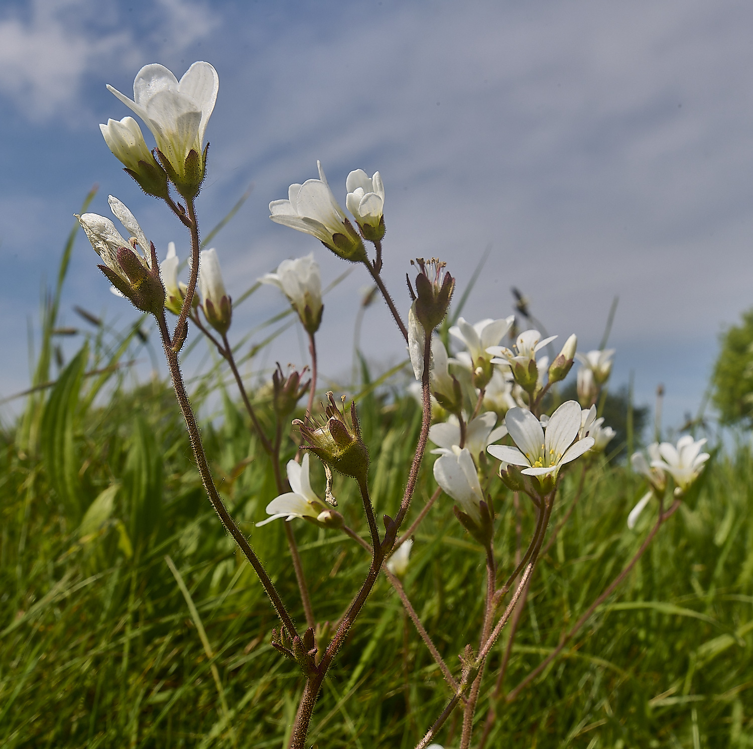 GreshamMeadowSaxifrage090524-3-NEF-