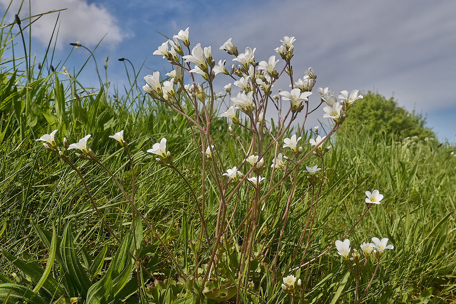 GreshamMeadowSaxifrage090524-4-NEF-