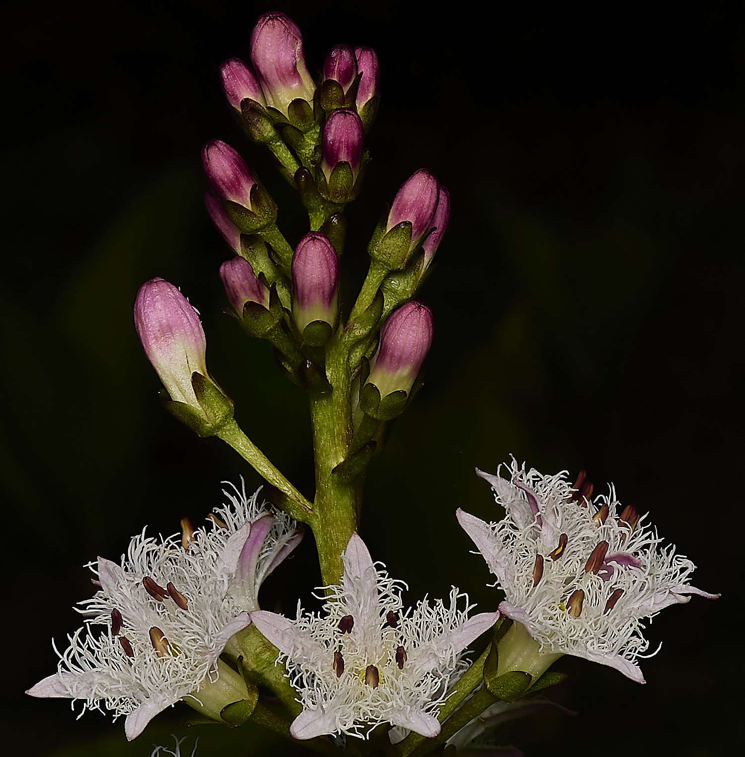 HanworthBogBean220424-3