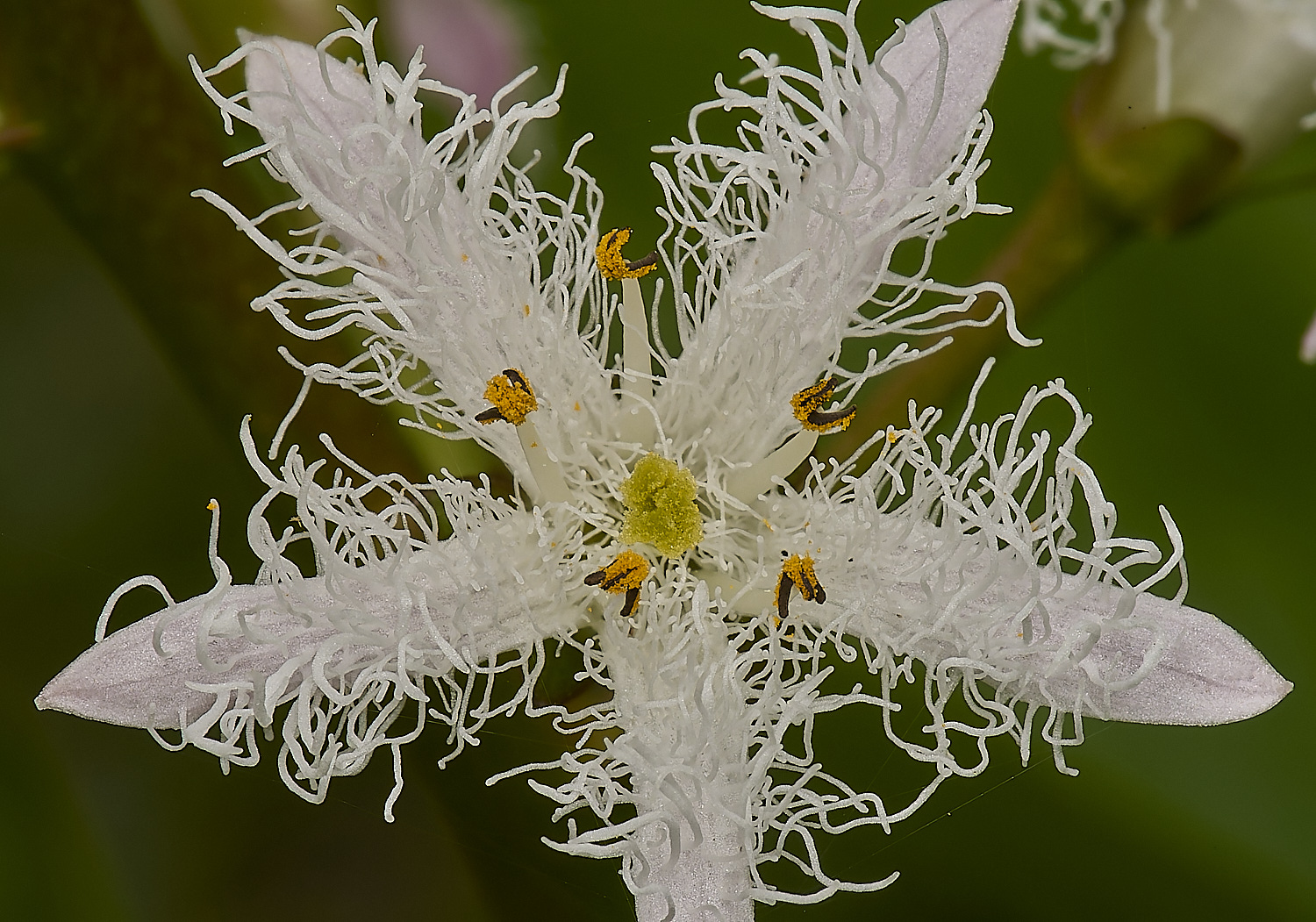 HanworthBogBean220424-4