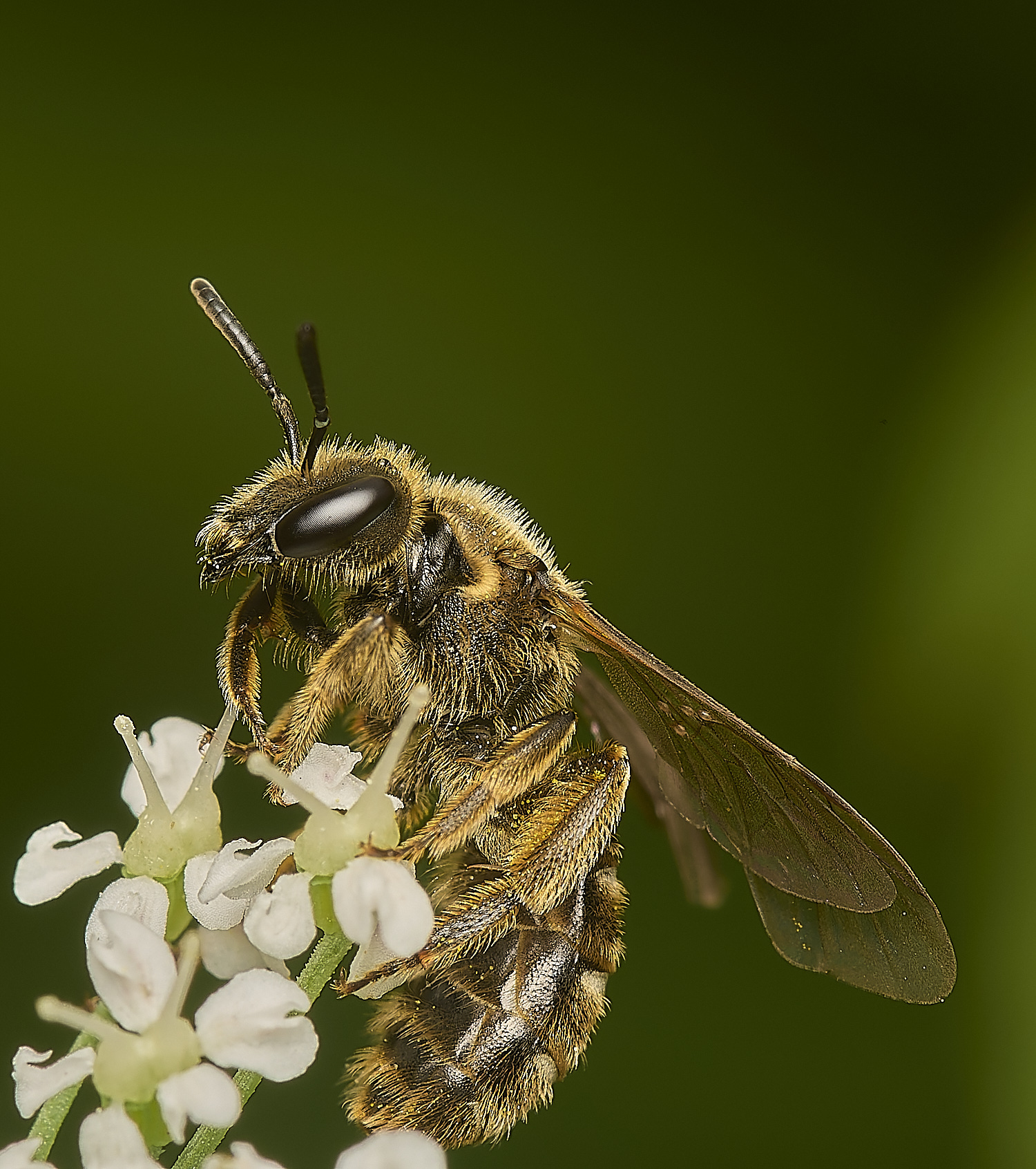 HanworthLassioglossum040634-1