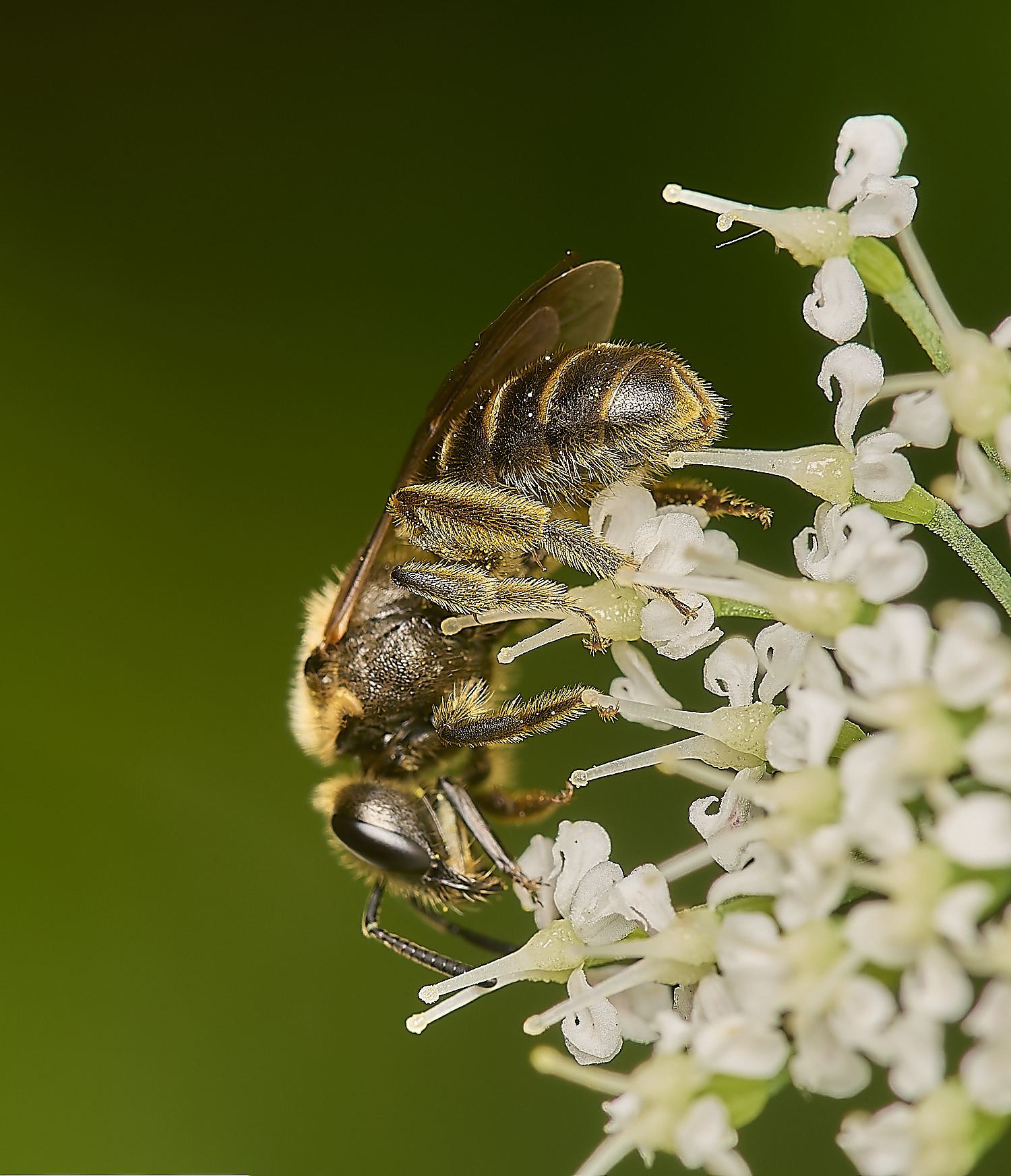 HanworthLassioglossum040634-2