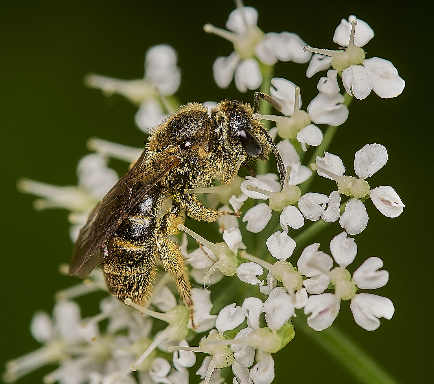 HanworthLassioglossum040634-3