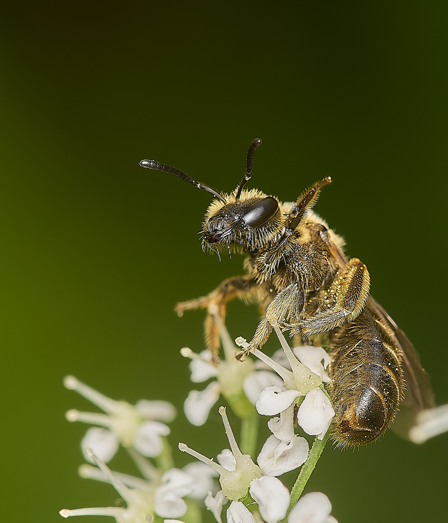 HanworthLassioglossum040634-4