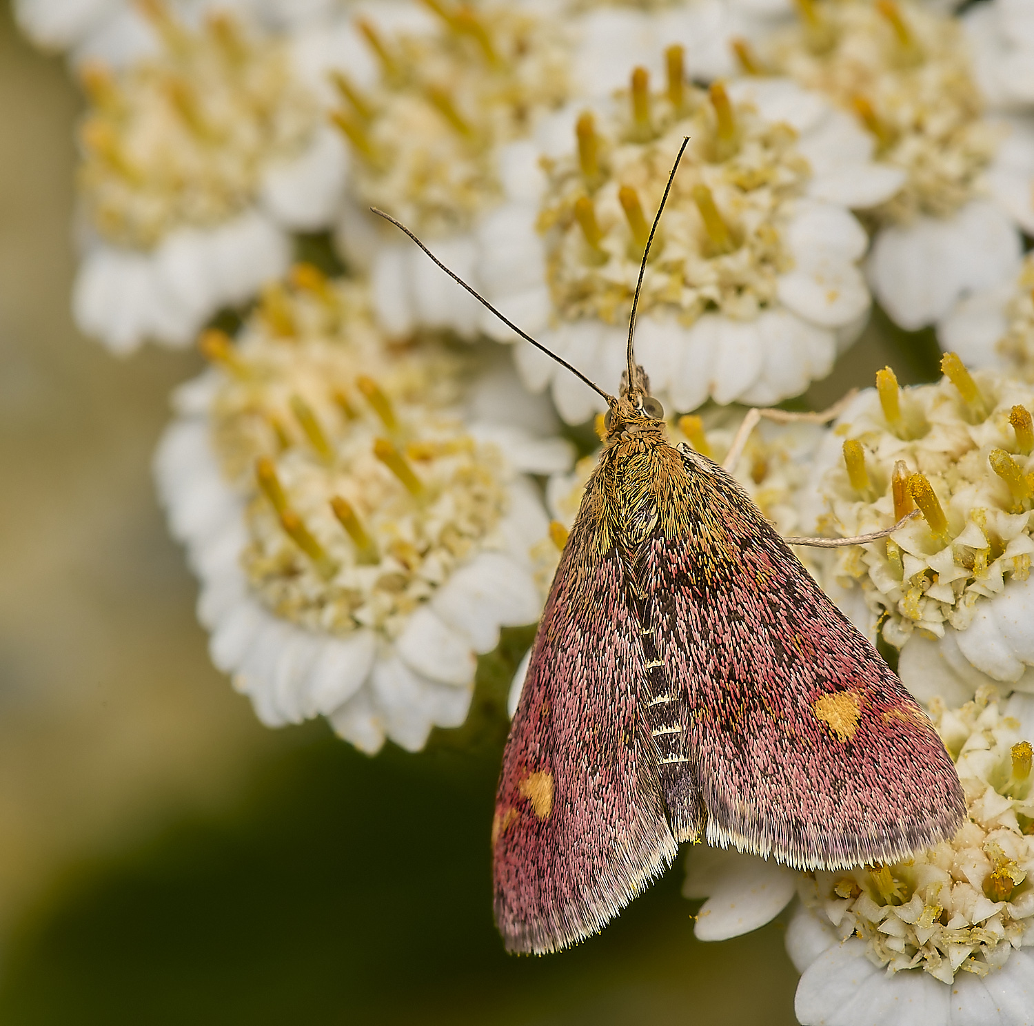 HanworthMintMoth170624-1