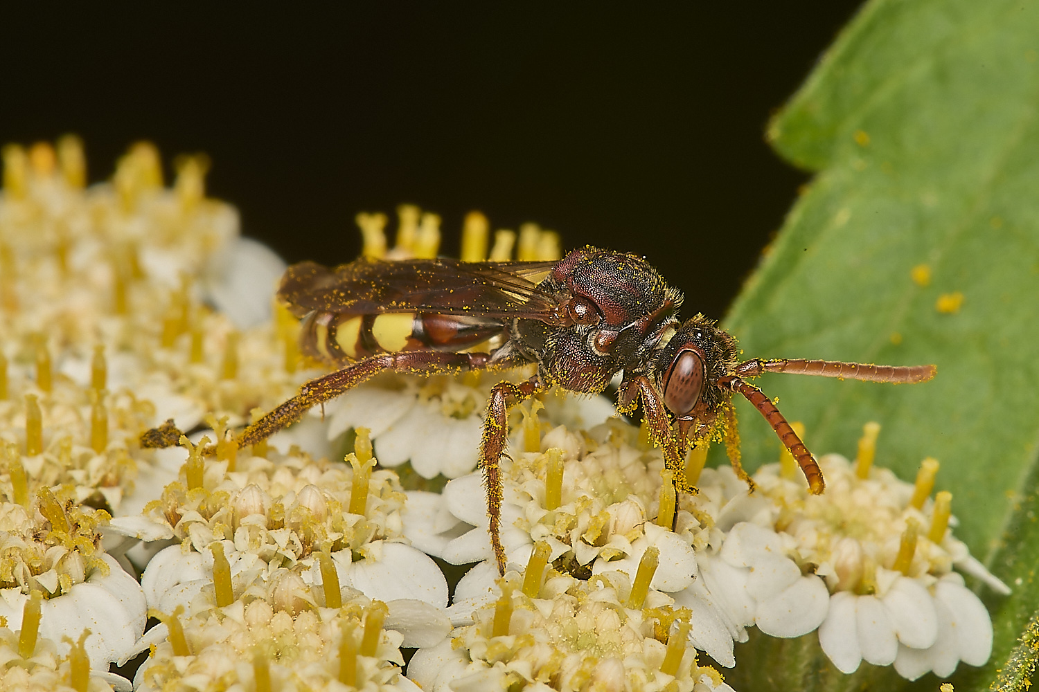 HanworthNomada040624-1