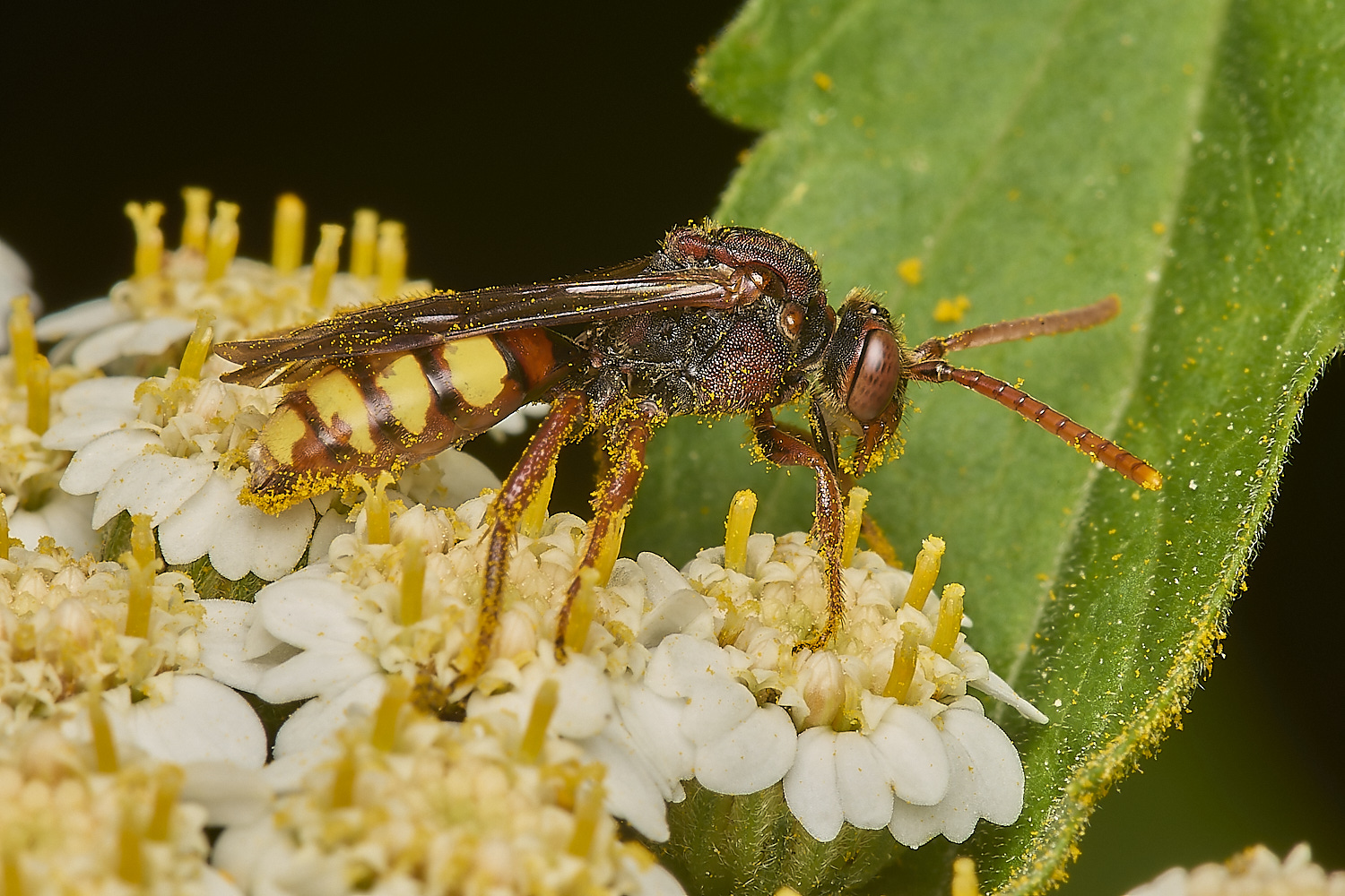 HanworthNomada040624-2