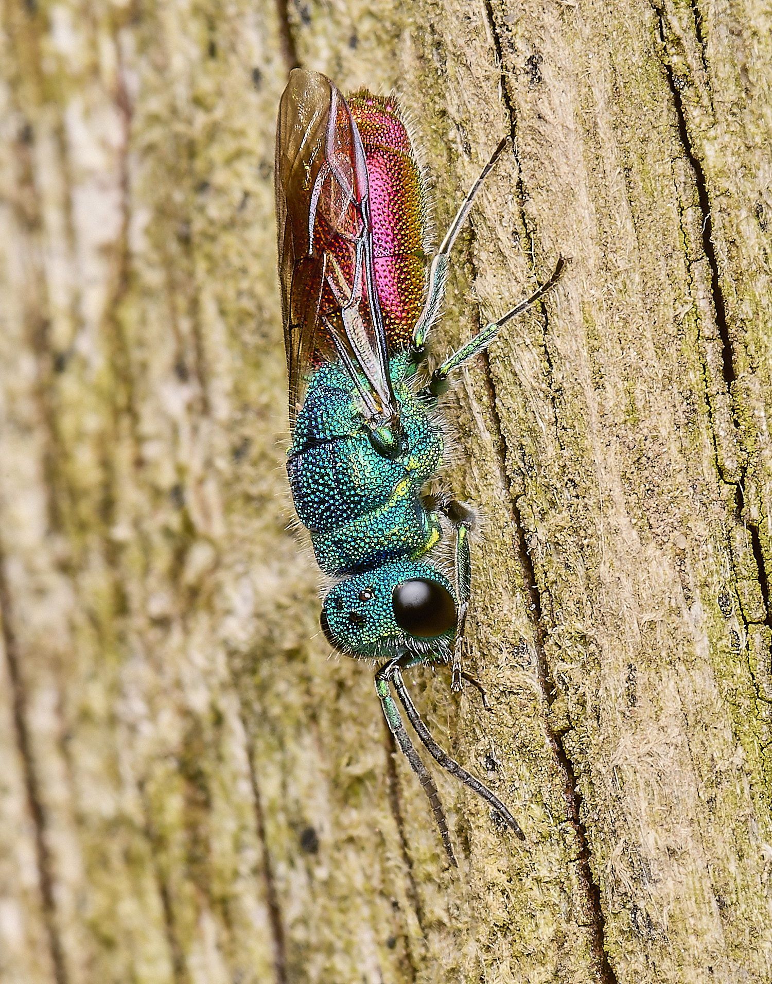 HanworthRubyWasp120524-1