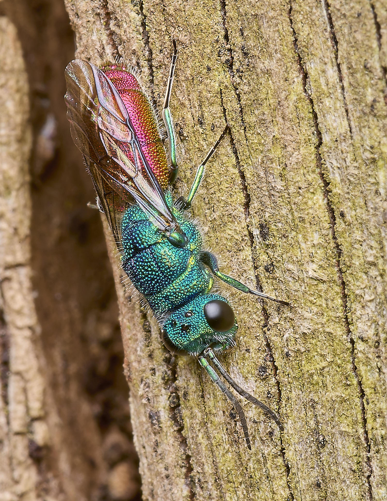 HanworthRubyWasp120524-3