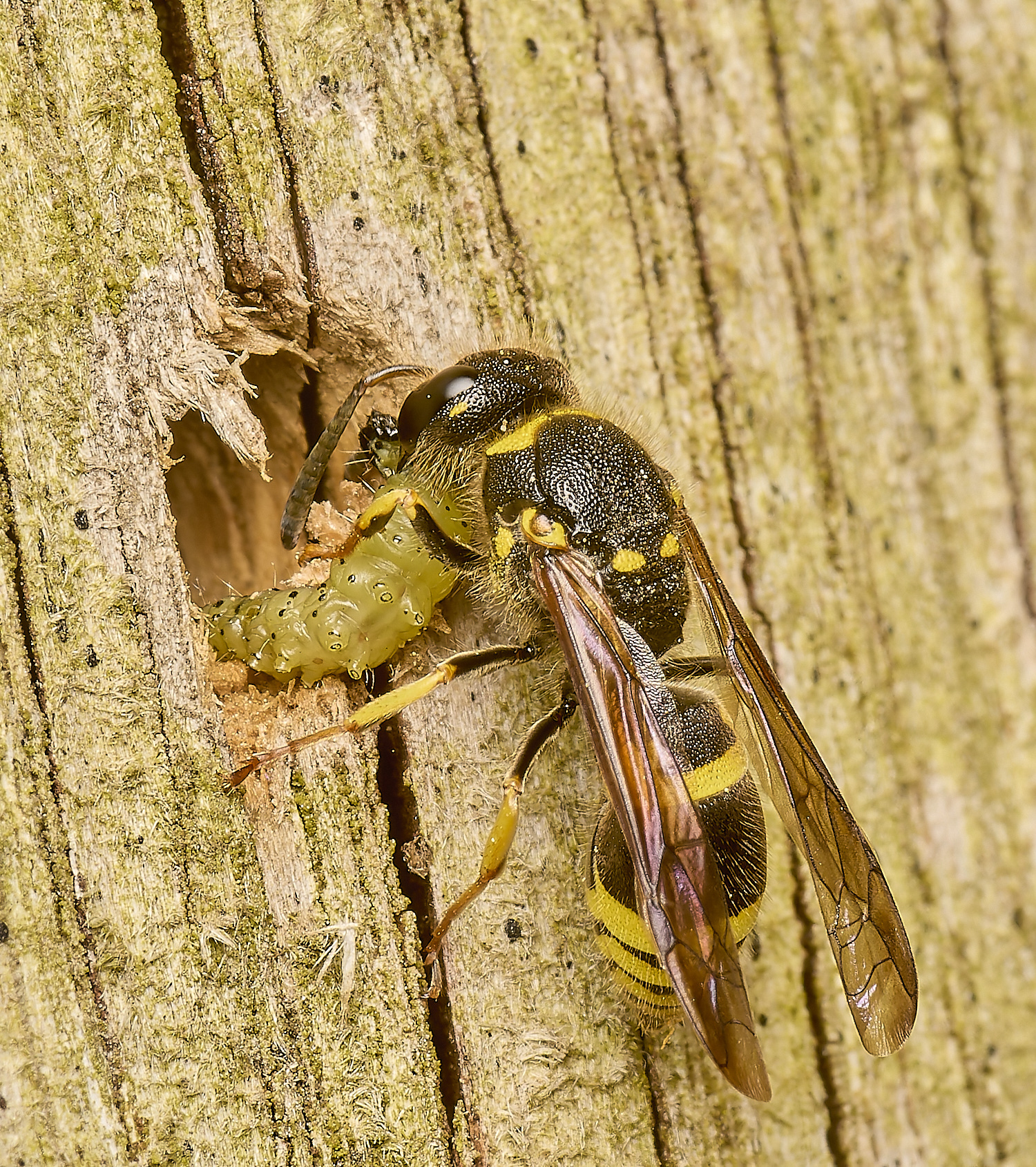 HanworthWasp120524-1