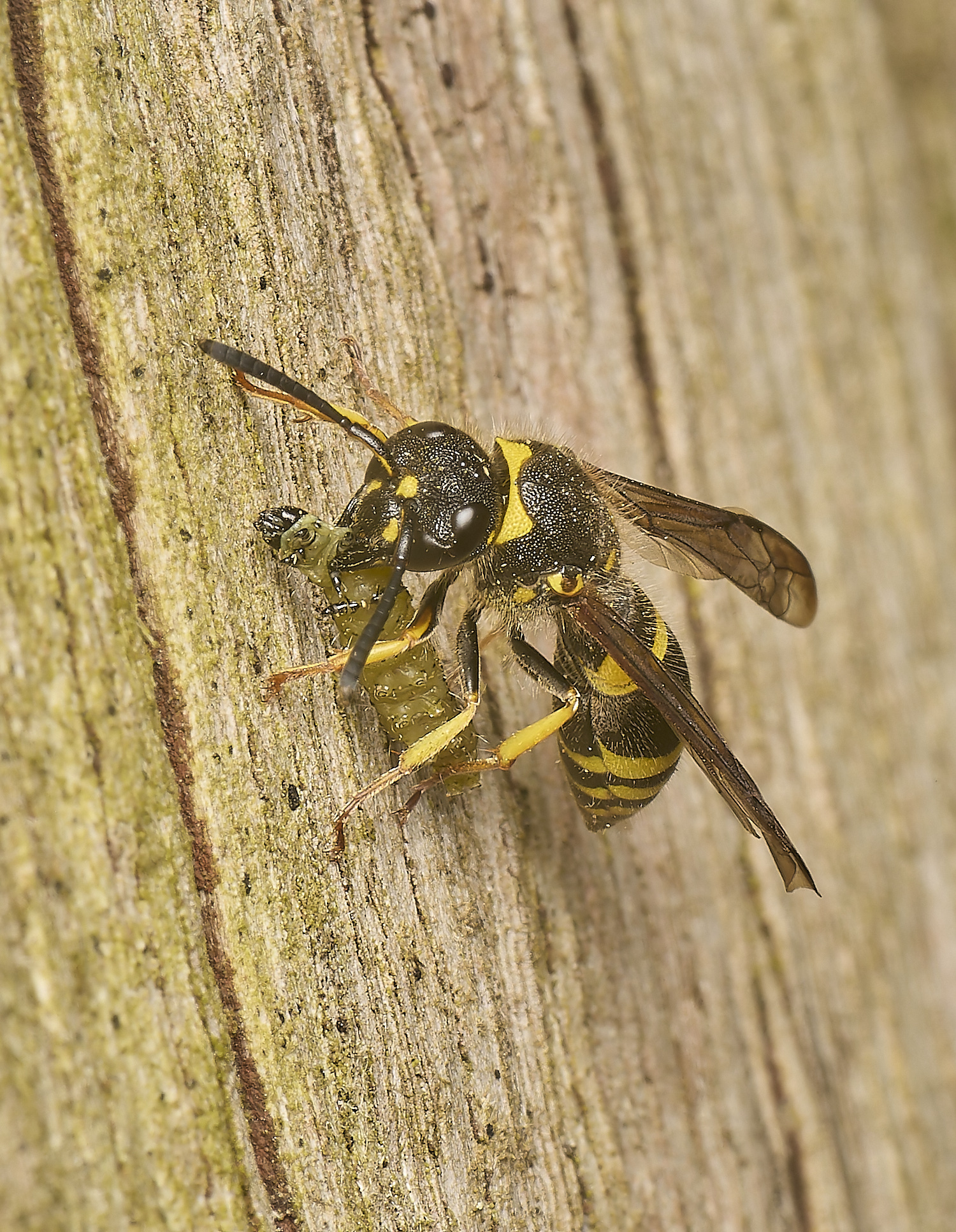 HanworthWasp120524-4