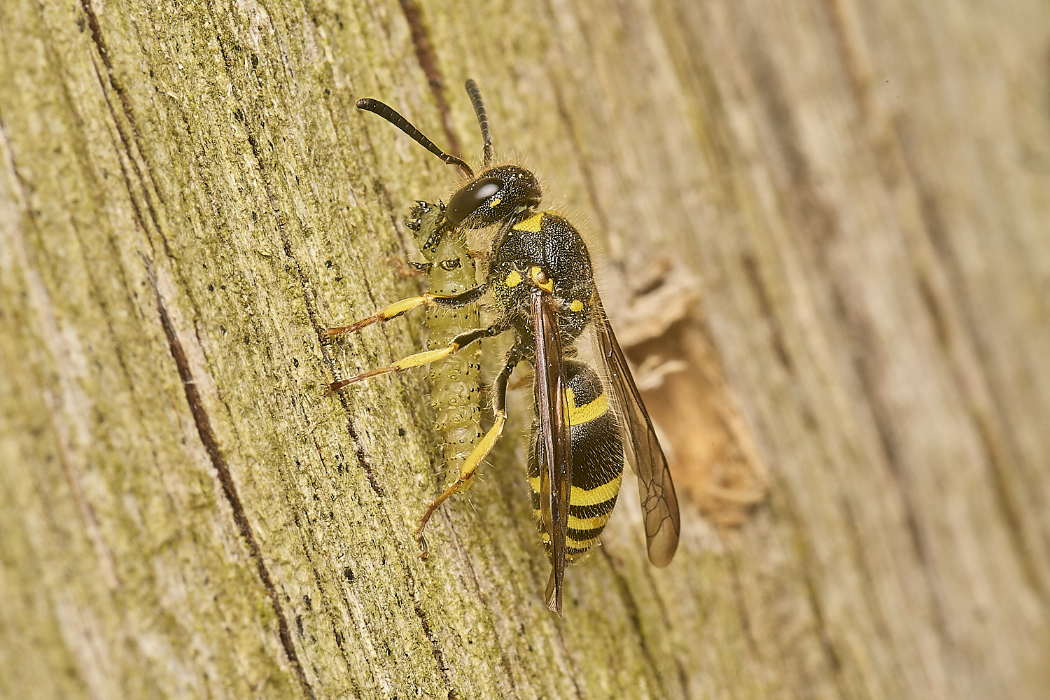 HanworthWasp120524-6