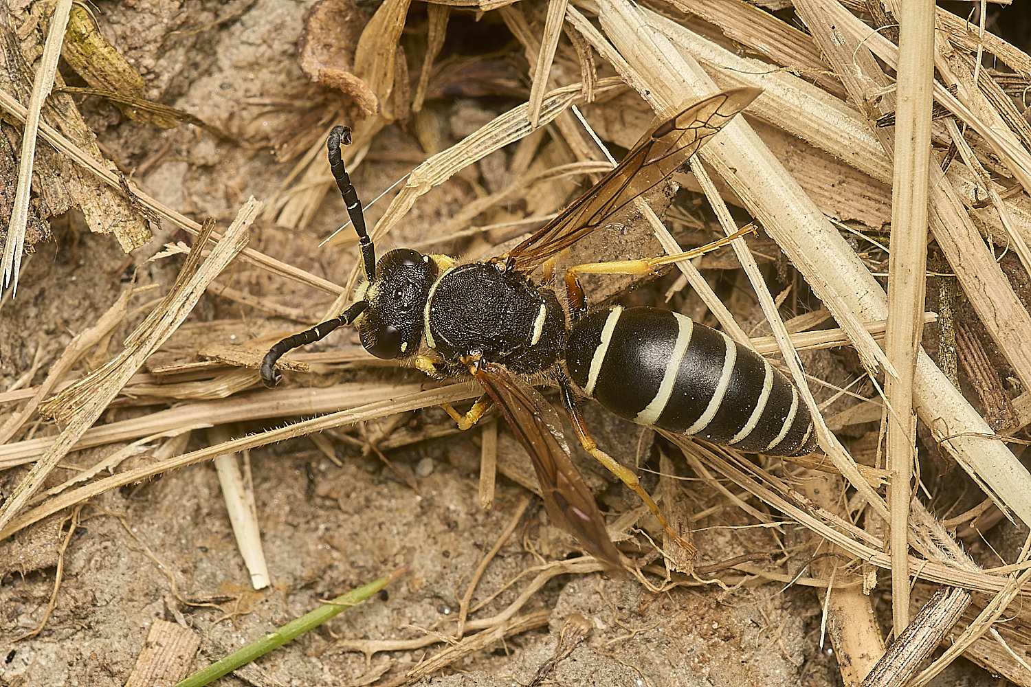 HicklimgFenMasonWasp200624-11-NEF-