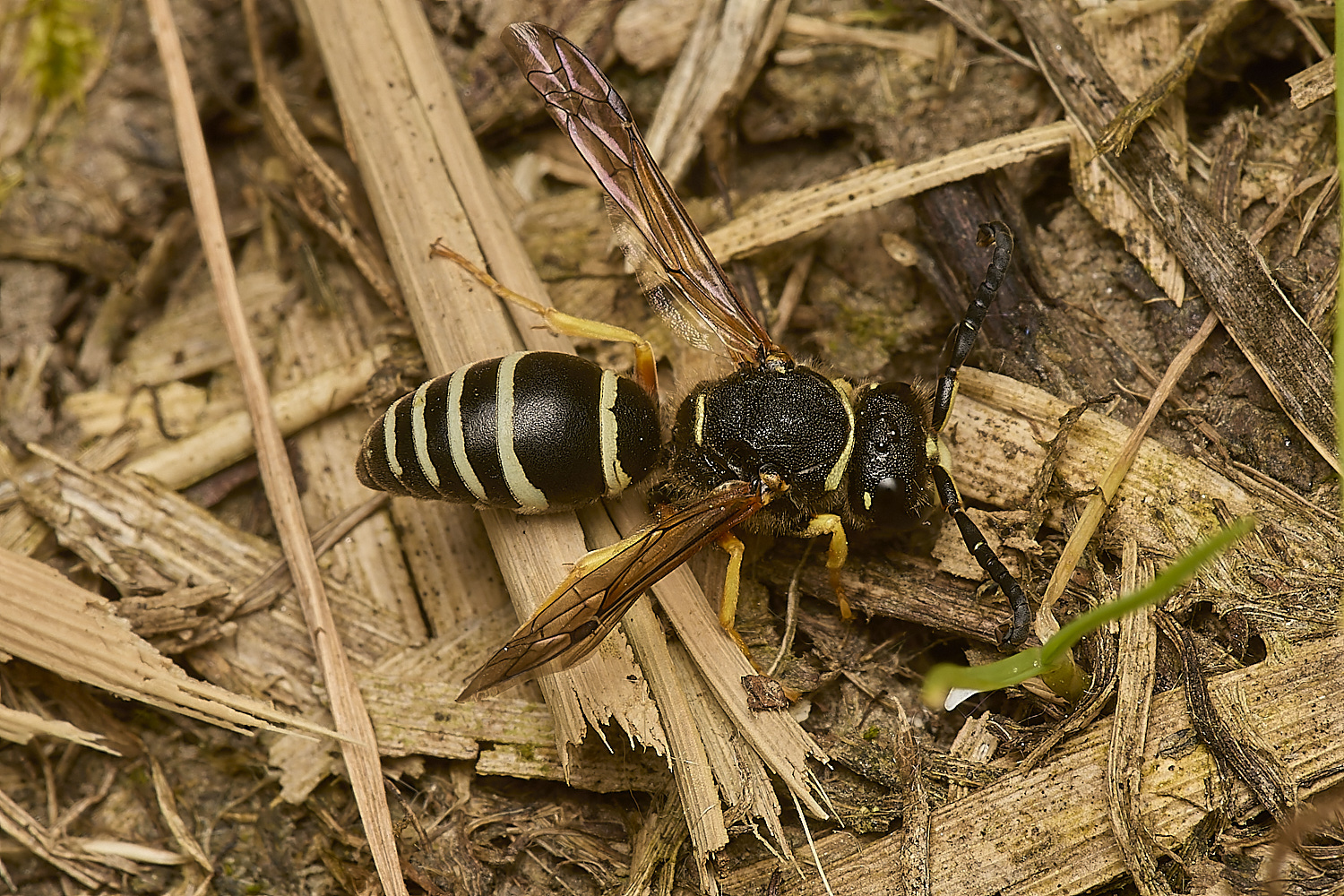 HicklimgFenMasonWasp200624-12-NEF-