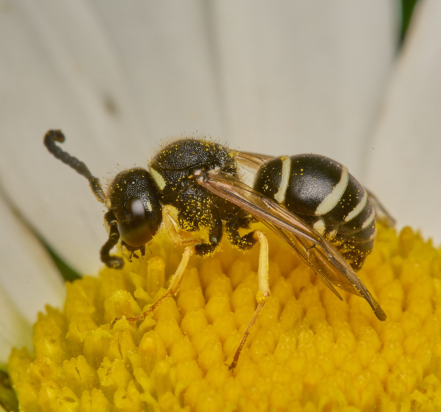 HicklimgFenMasonWasp200624-9-NEF- 1