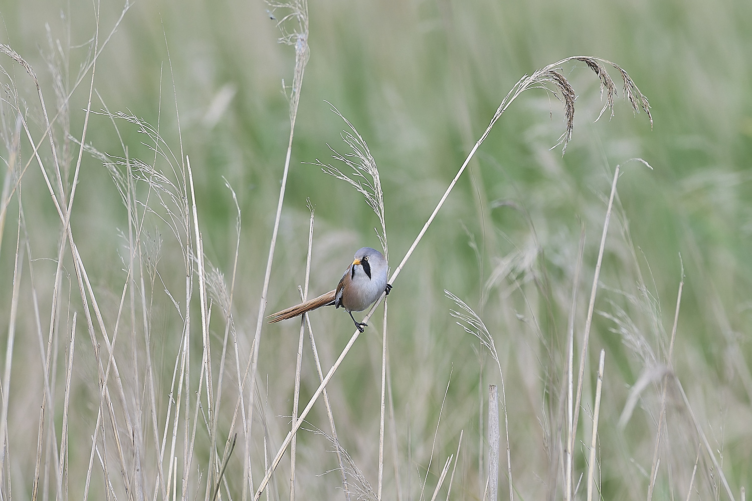 HicklingBeardedTit240624-1-NEF-