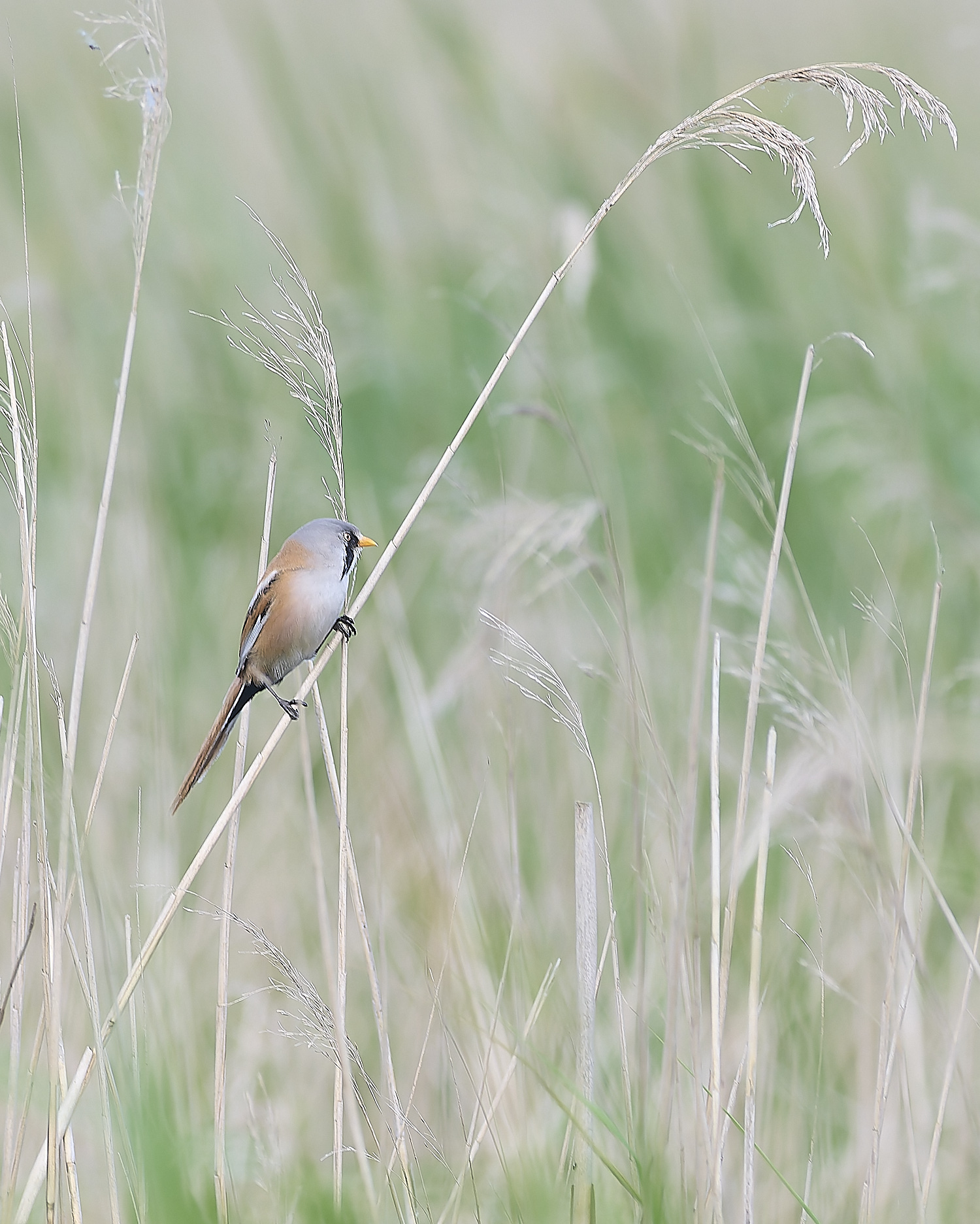 HicklingBeardedTit240624-2-NEF-