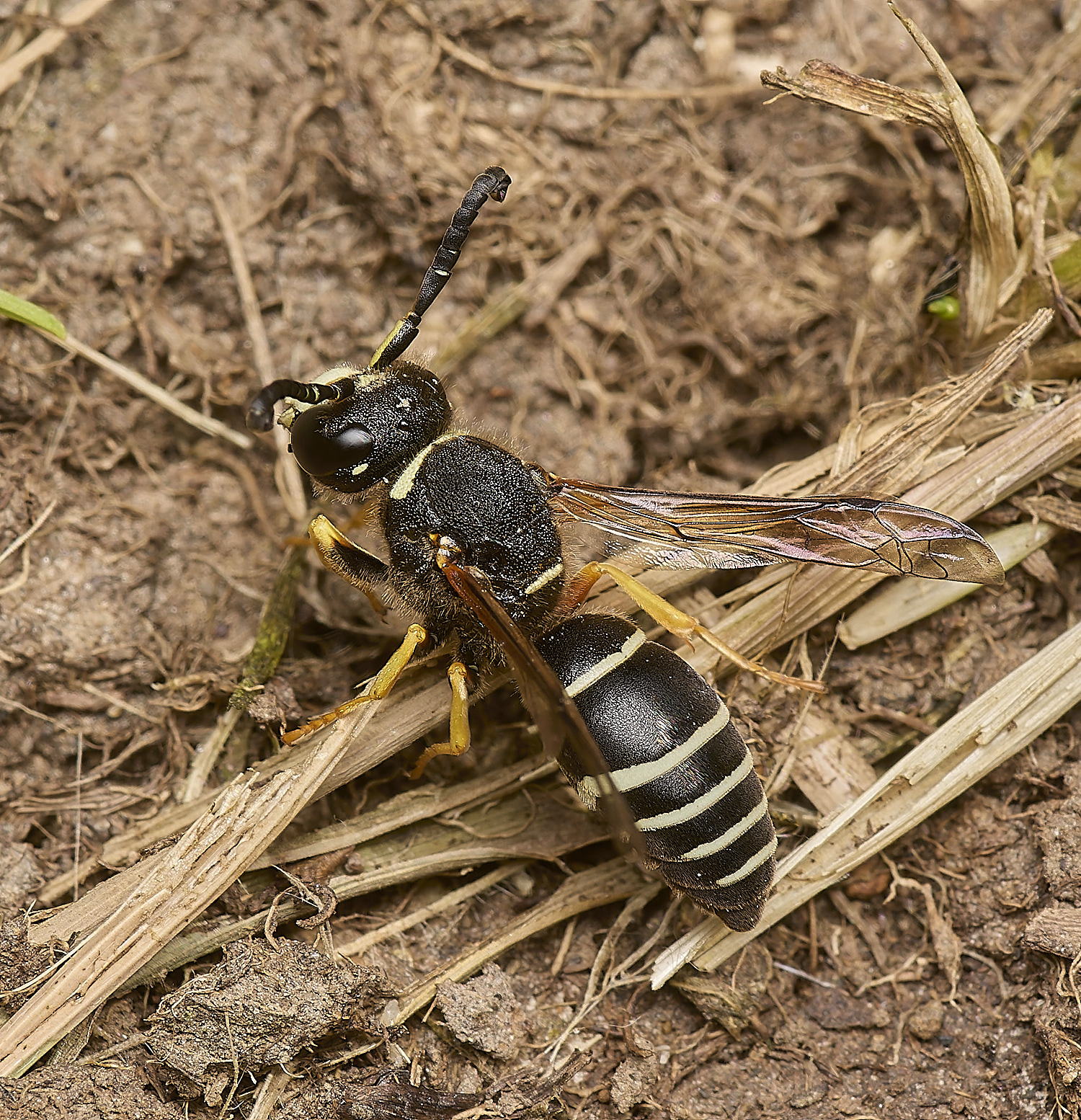 HicklingFenMasonWasp180624-10-NEF-