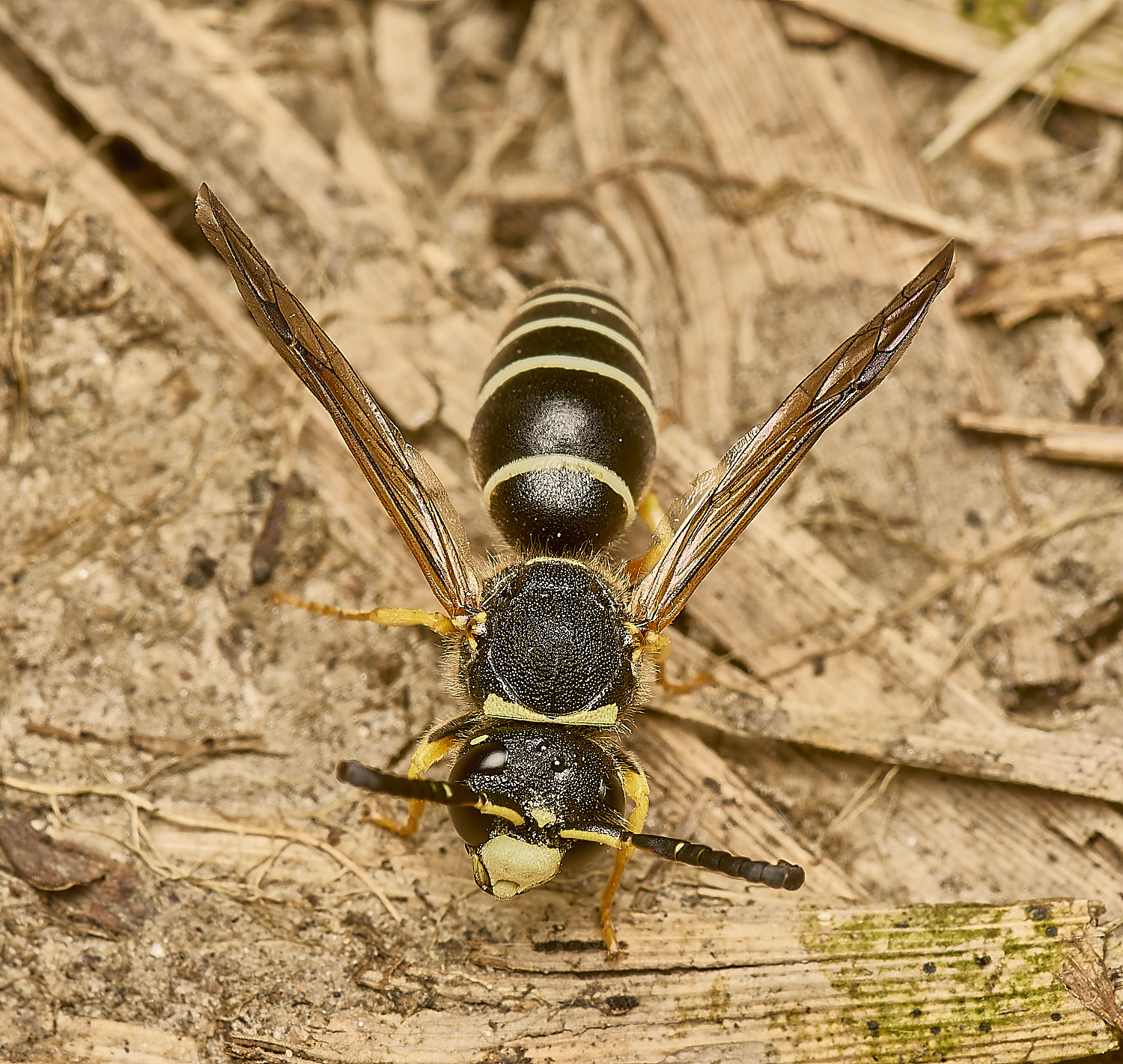 HicklingFenMasonWasp180624-11-NEF-