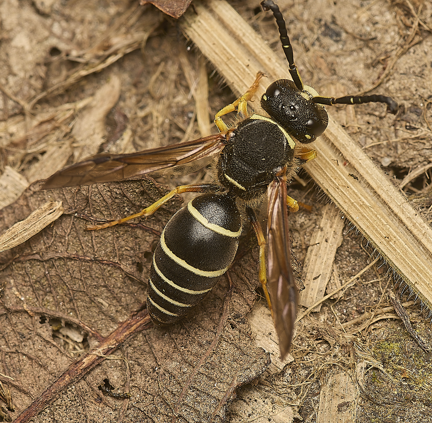 HicklingFenMasonWasp180624-12-NEF-