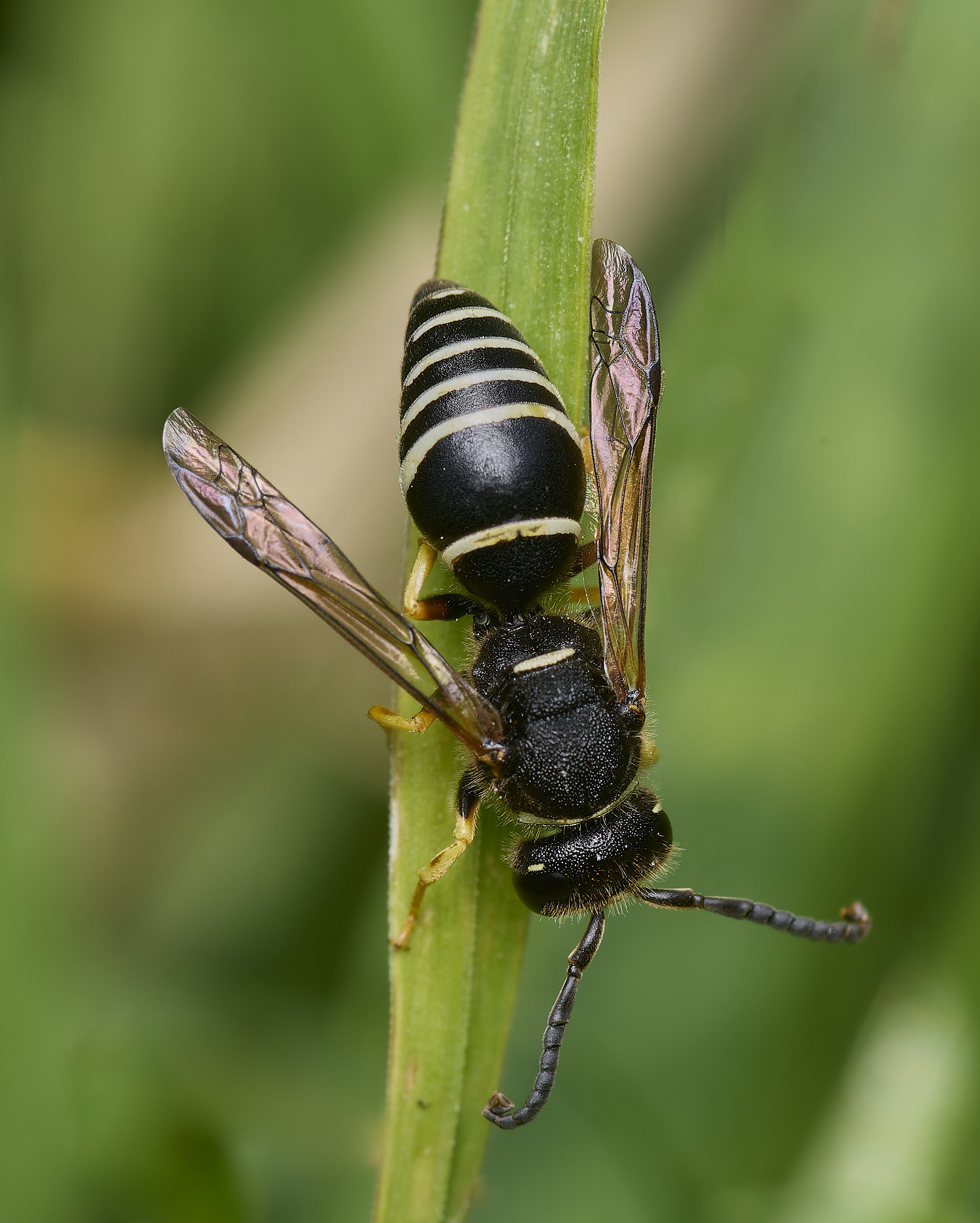 HicklingFenMasonWasp180624-2-NEF-