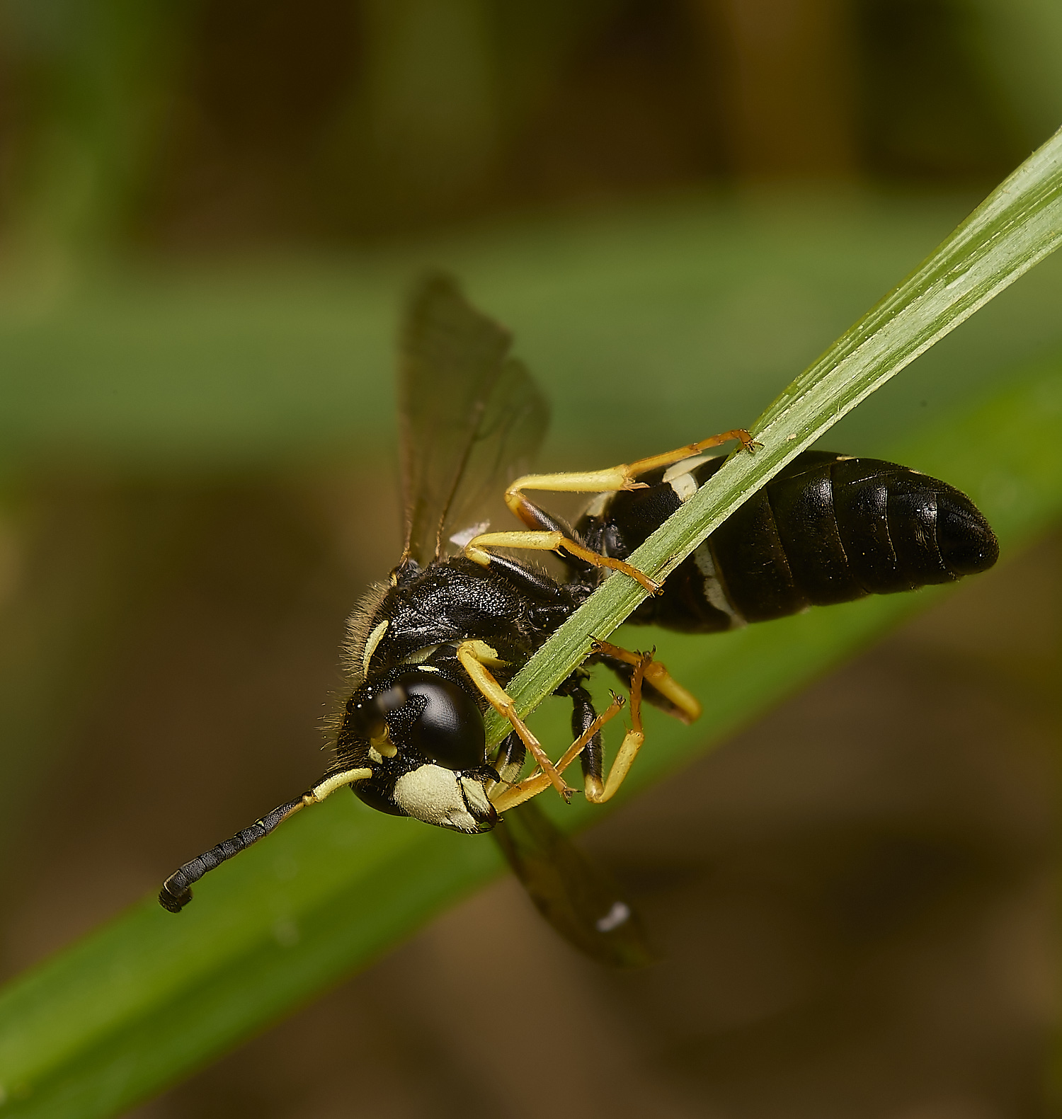 HicklingFenMasonWasp180624-6-NEF-