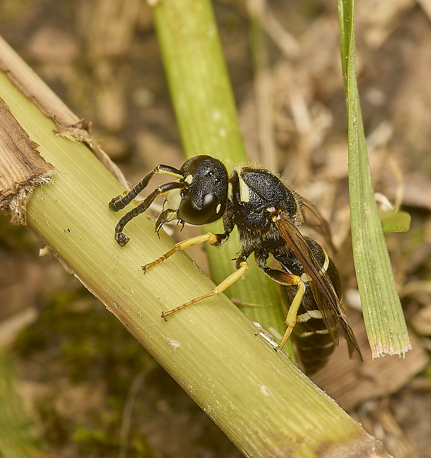 HicklingFenMasonWasp180624-8-NEF-