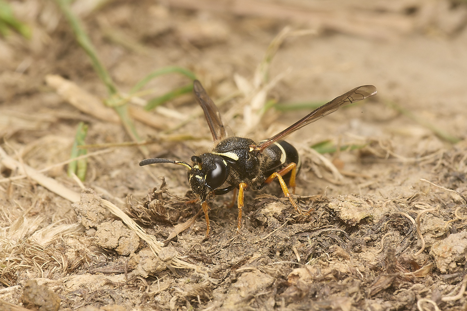 HicklingFenMasonWasp240624-15-NEF-