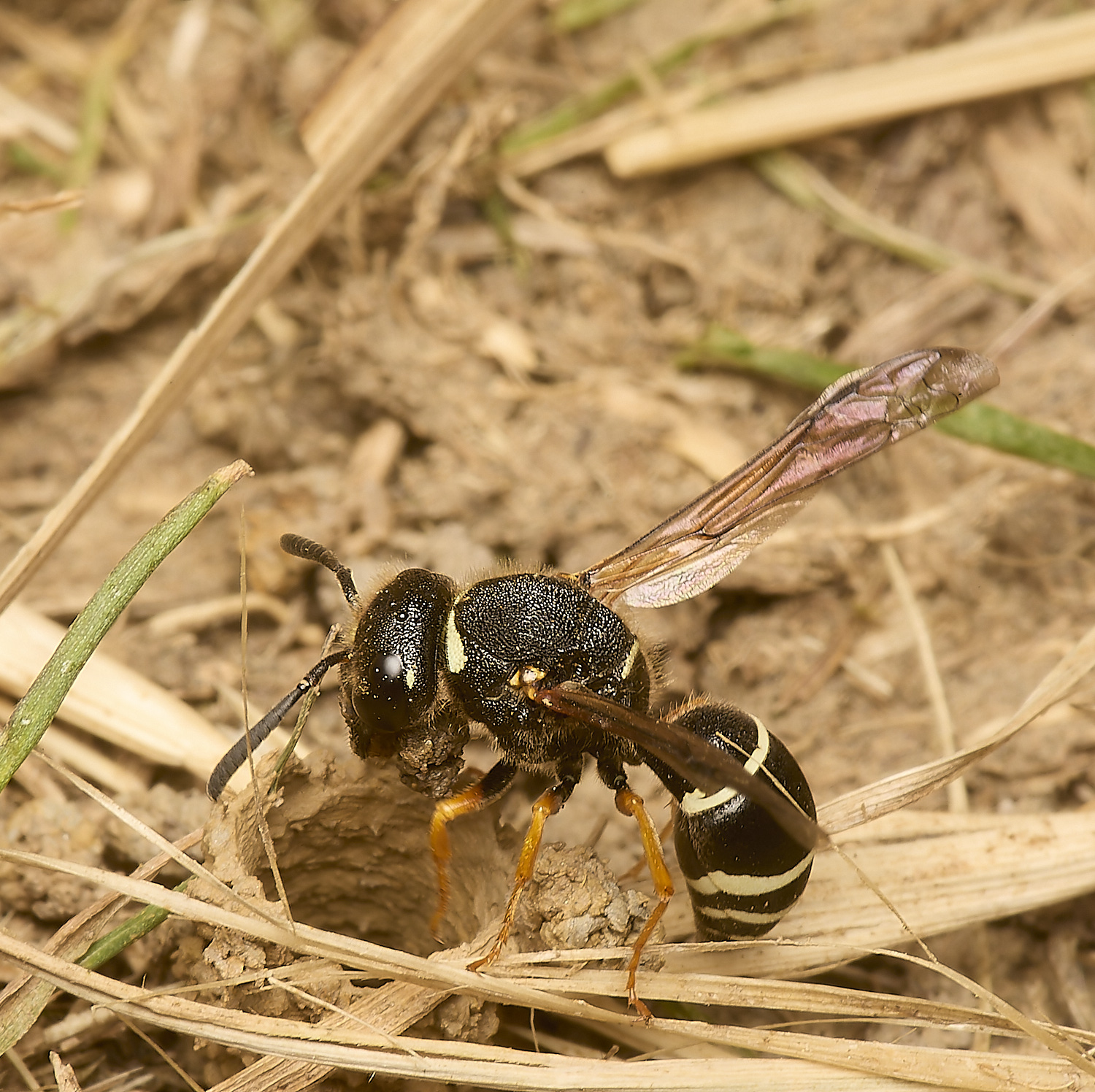 HicklingFenMasonWasp240624-2-NEF-