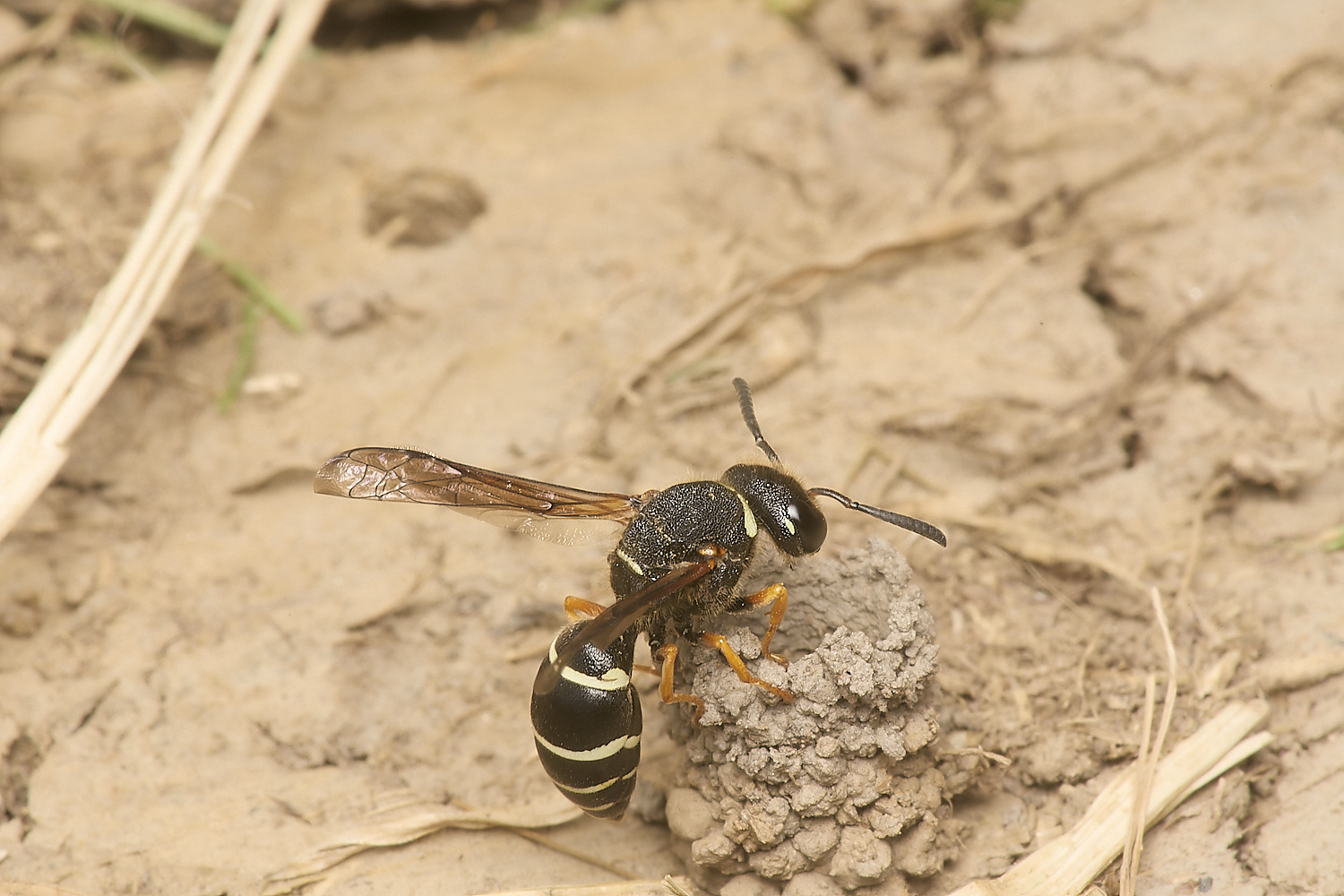 HicklingFenMasonWasp240624-4-NEF-