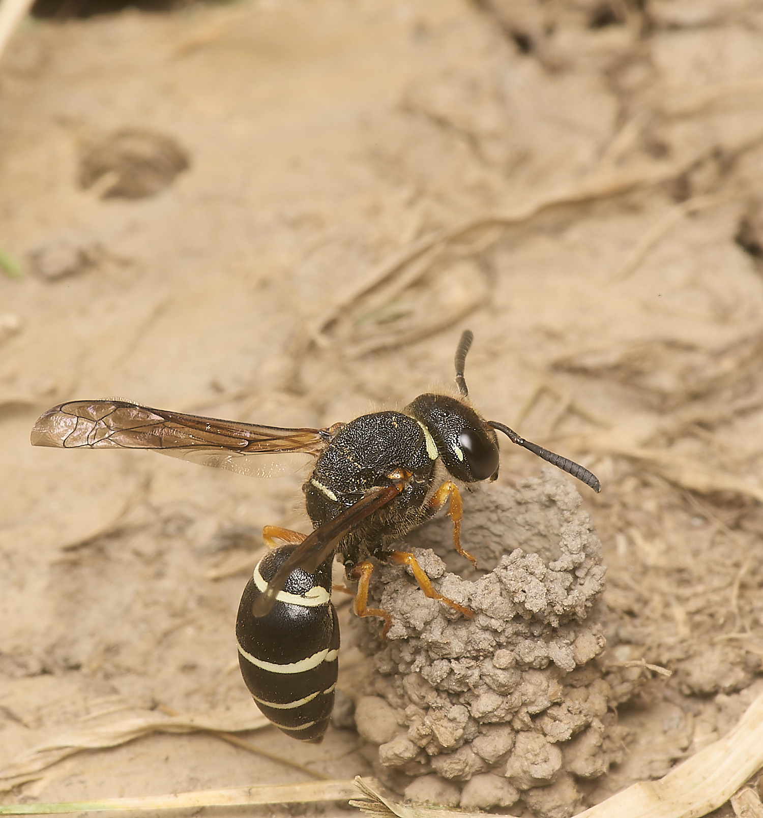 HicklingFenMasonWasp240624-5-NEF-