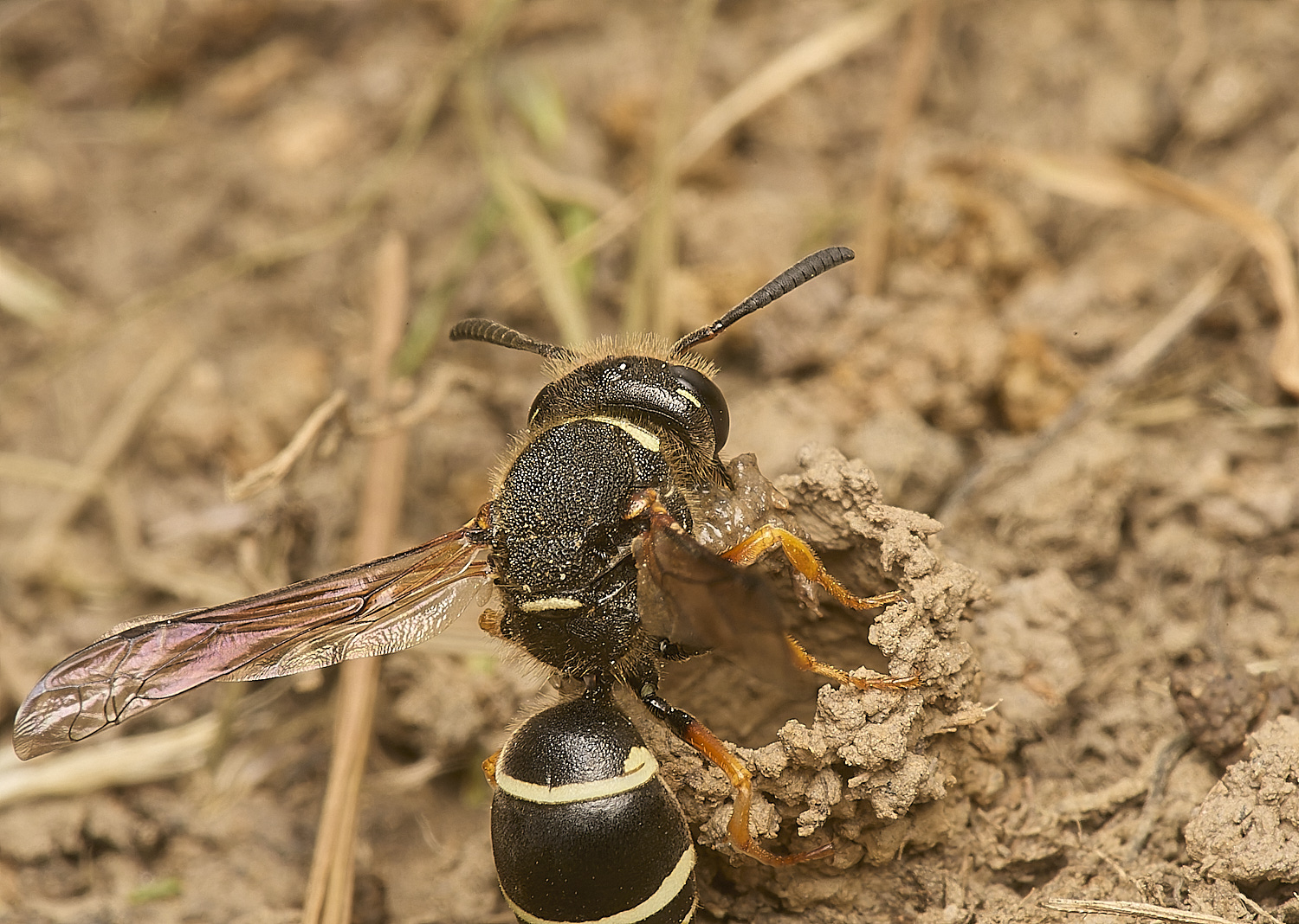 HicklingFenMasonWasp240624-8-NEF-