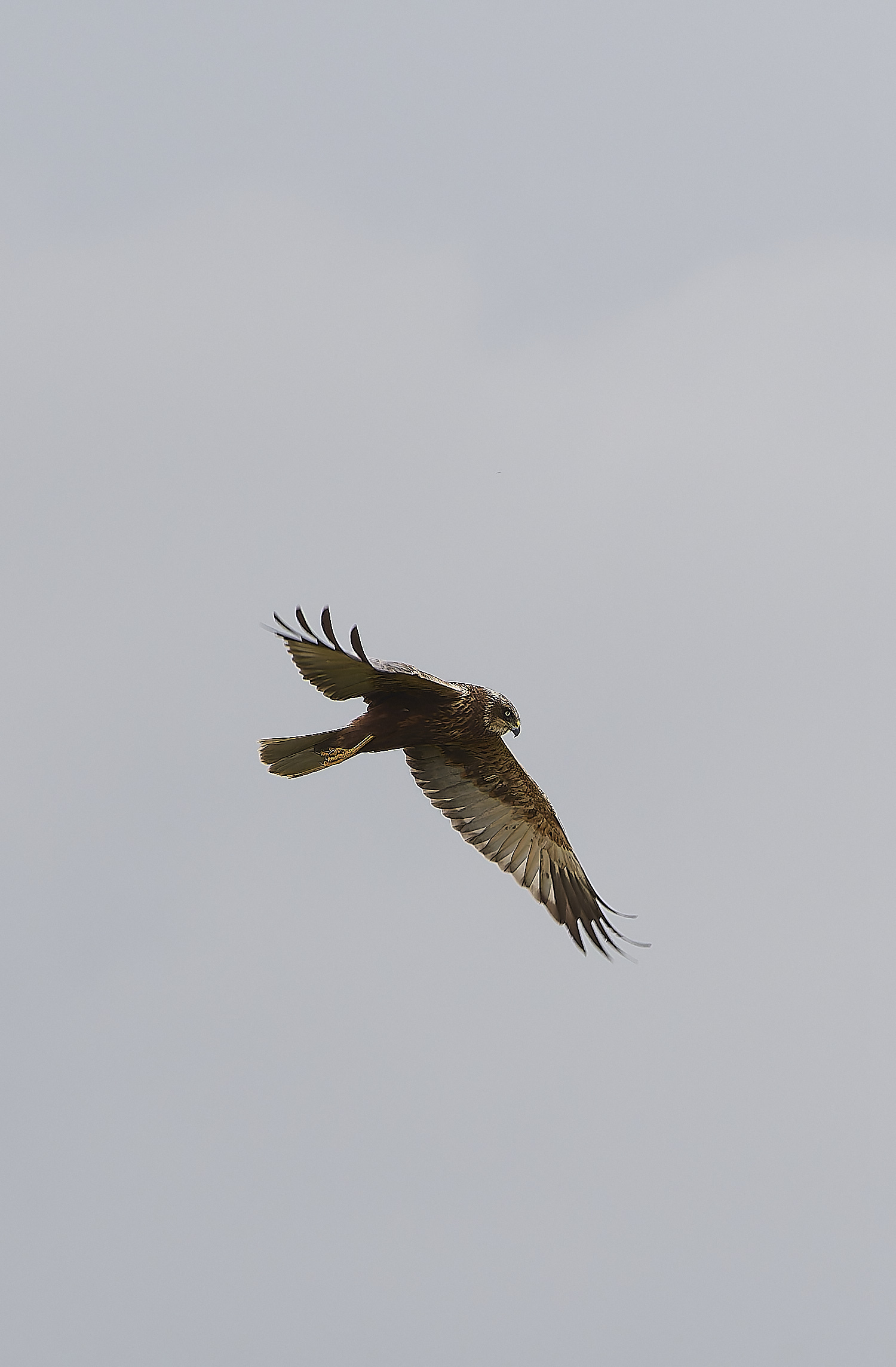 HicklingMarshHarrier120624-1-NEF-